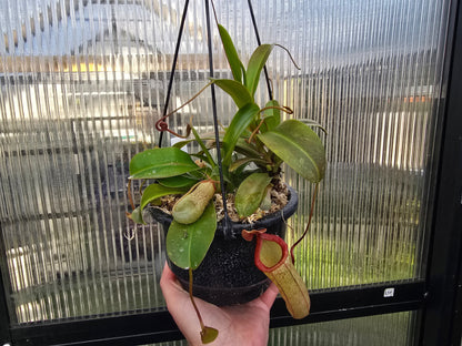 Nepenthes 'Mimi's Kiss' - Highland Tropical Pitcher Plant
