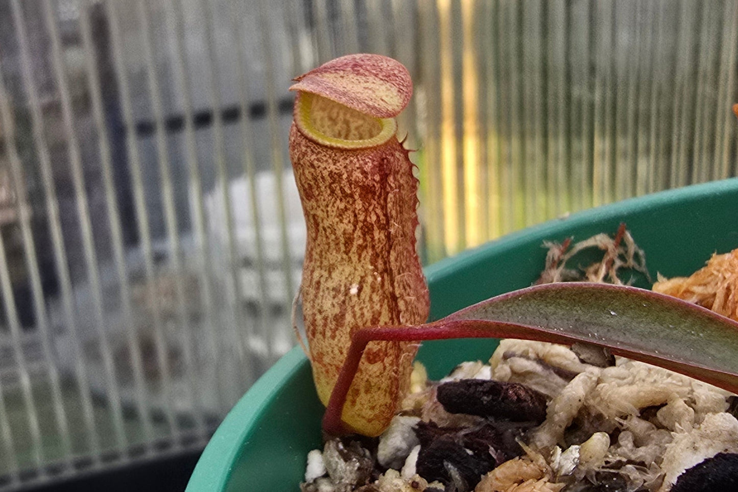 Nepenthes ventricosa 'Black Peristome Form' x alba - Highland Tropical Pitcher Plant