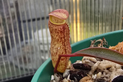 Nepenthes ventricosa 'Black Peristome Form' x alba - Highland Tropical Pitcher Plant