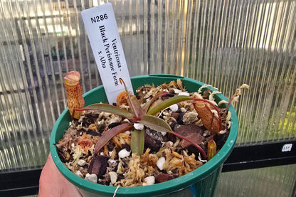 Nepenthes ventricosa 'Black Peristome Form' x alba - Highland Tropical Pitcher Plant