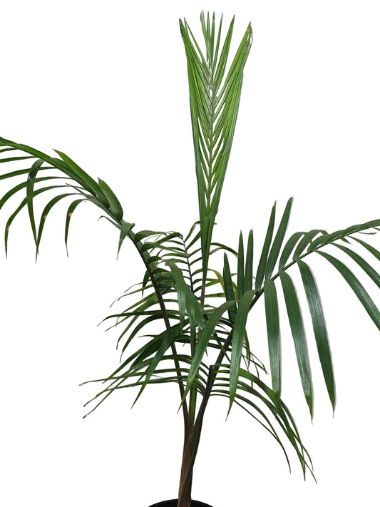 Atherton Palm