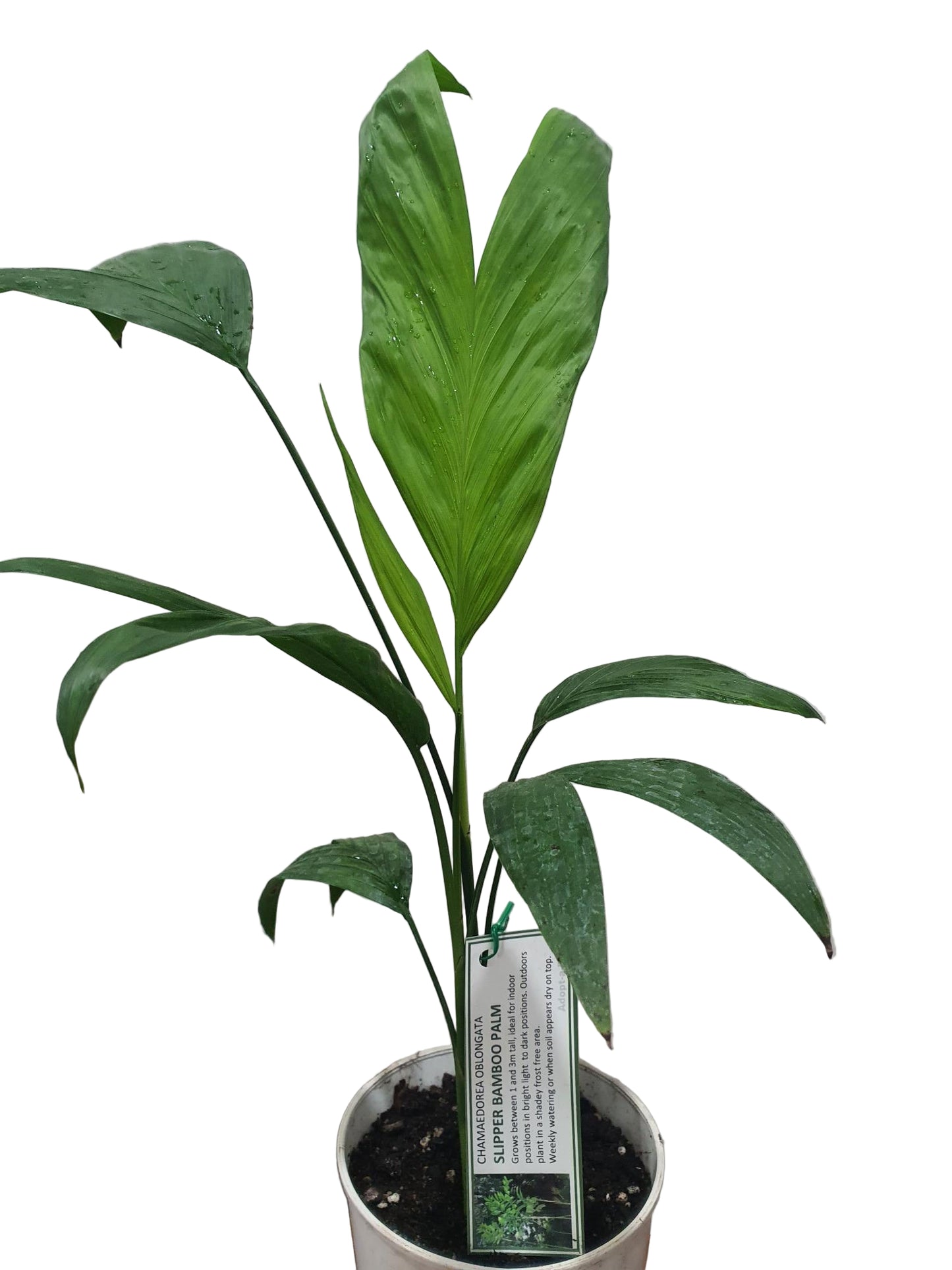 Slipper Bamboo Palm