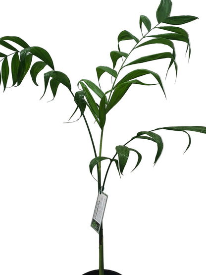 Slipper Bamboo Palm 3.3ltr