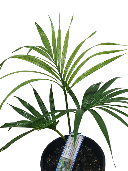 Sentry Palm or Curly Kentia Palm