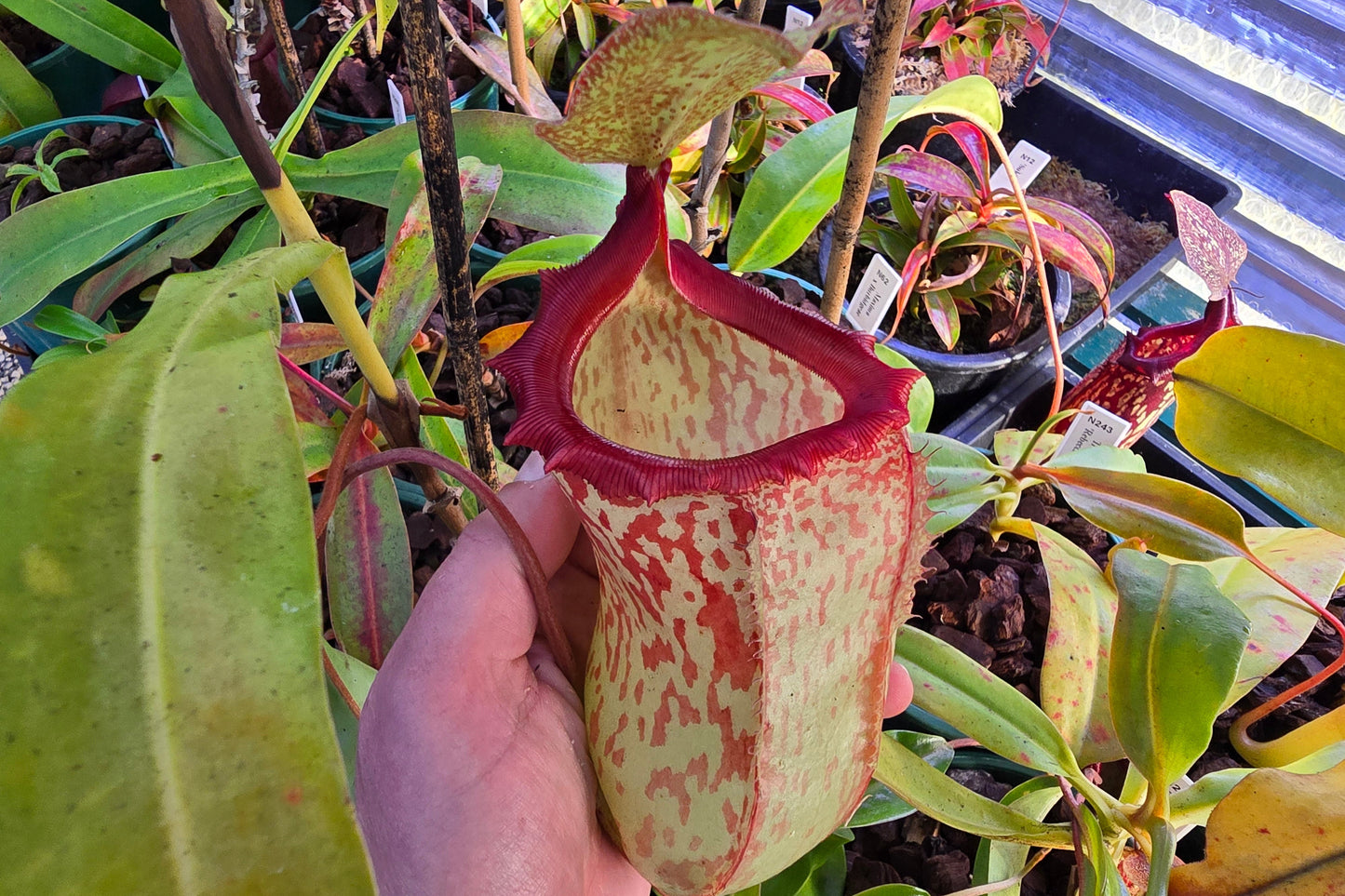 Nepenthes 'Red Leopard' - Intermediate Tropical Pitcher Plant
