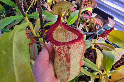 Nepenthes 'Red Leopard' - Intermediate Tropical Pitcher Plant