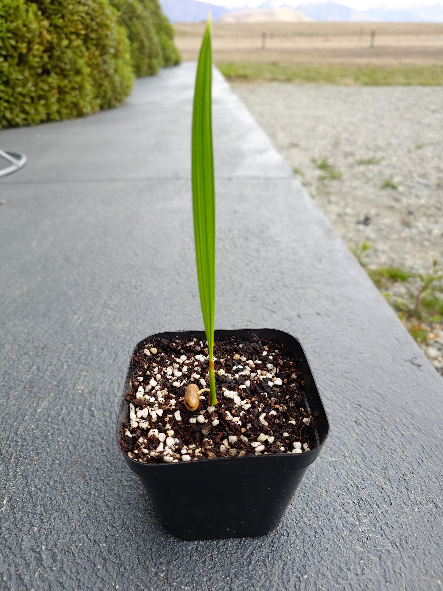 Cliff Date Palm - Phoenix rupicola