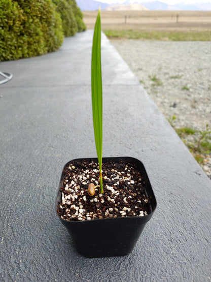 Cliff Date Palm - Phoenix rupicola