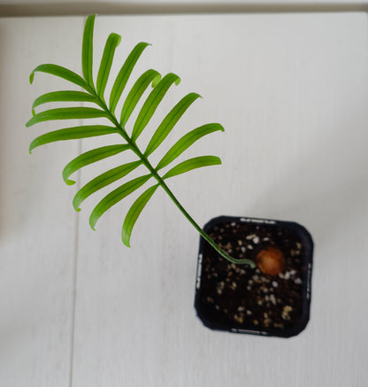 Cycas siamensis | Thai Sago
