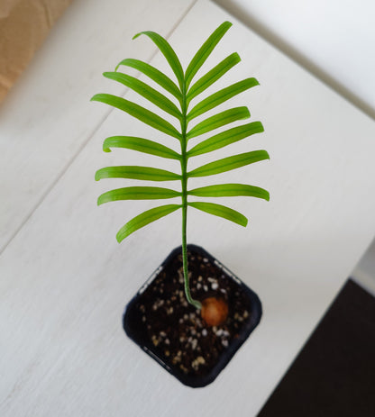 Cycas siamensis | Thai Sago