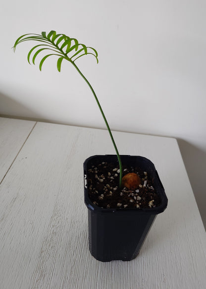 Cycas siamensis | Thai Sago