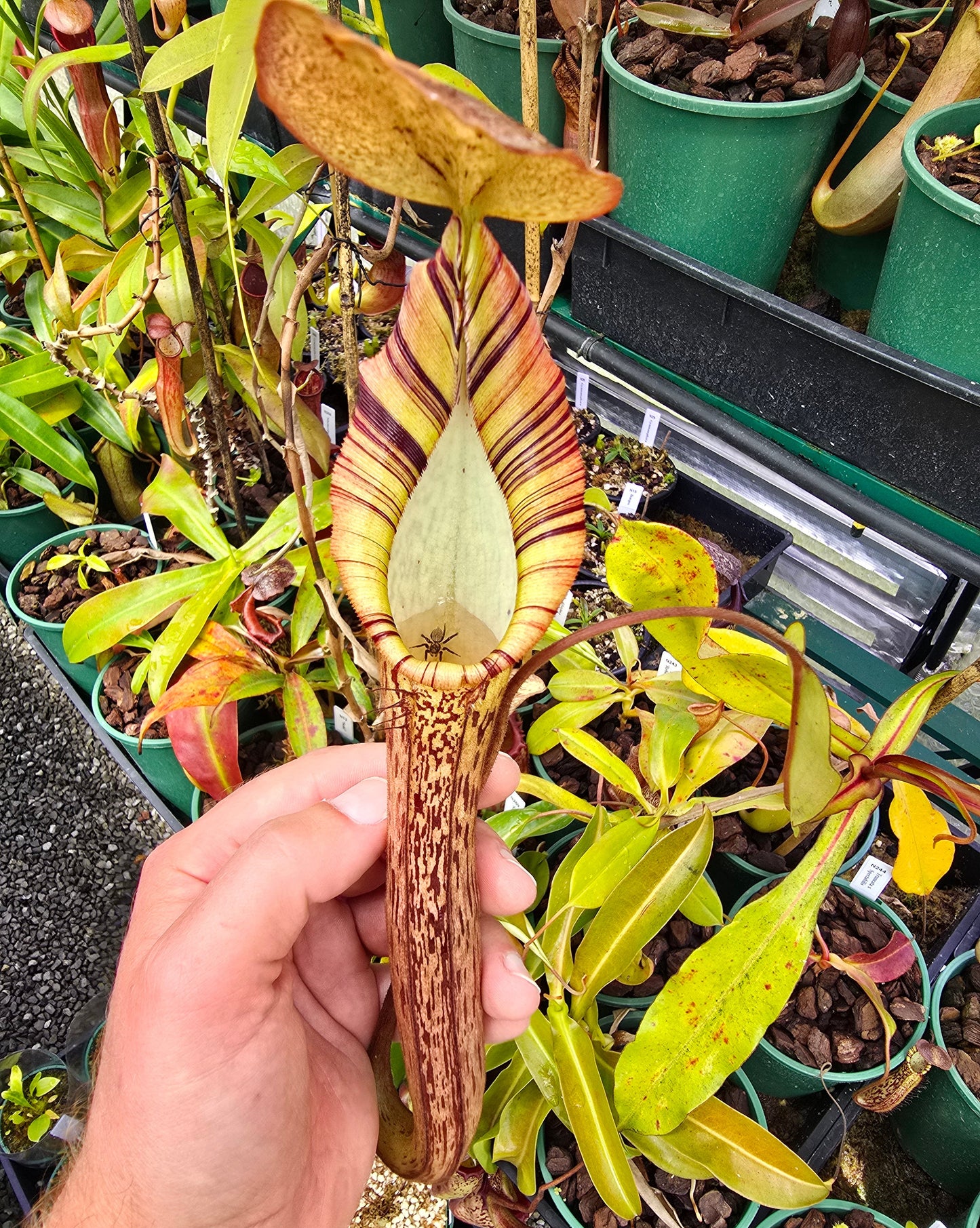 Nepenthes truncata x spectabilis (Male) - Intermediate Tropical Pitcher Plant