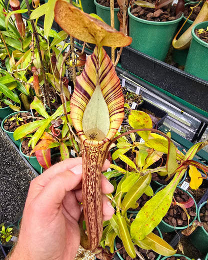 Nepenthes truncata x spectabilis (Male) - Intermediate Tropical Pitcher Plant