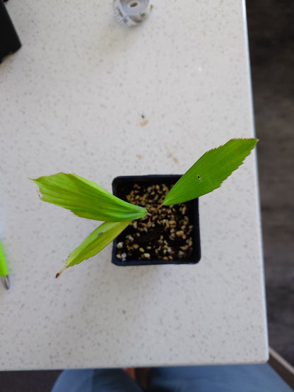 Distichous Fishtail Palm