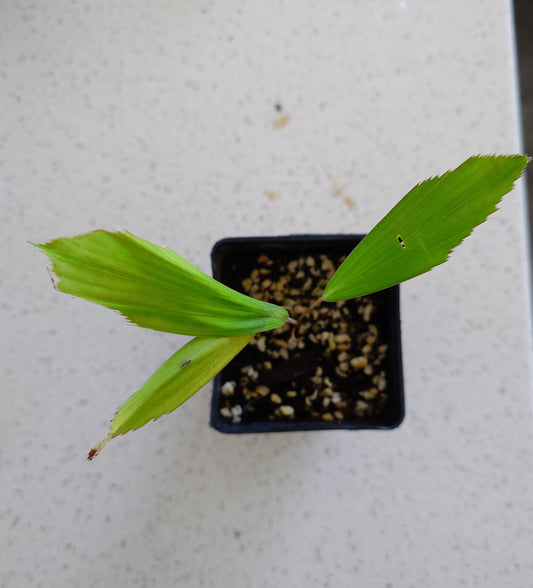 Distichous Fishtail Palm