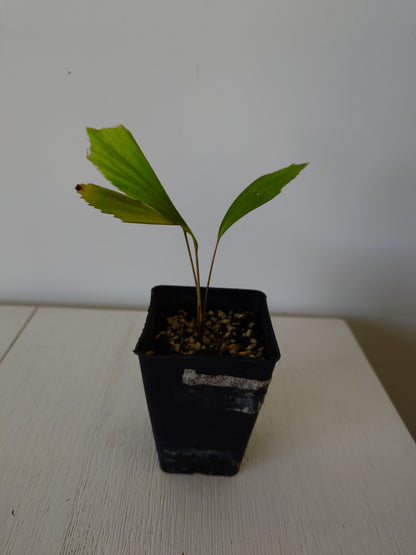 Distichous Fishtail Palm