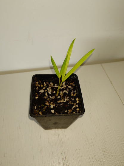 Lipstick Palm / Sealing Wax Palm