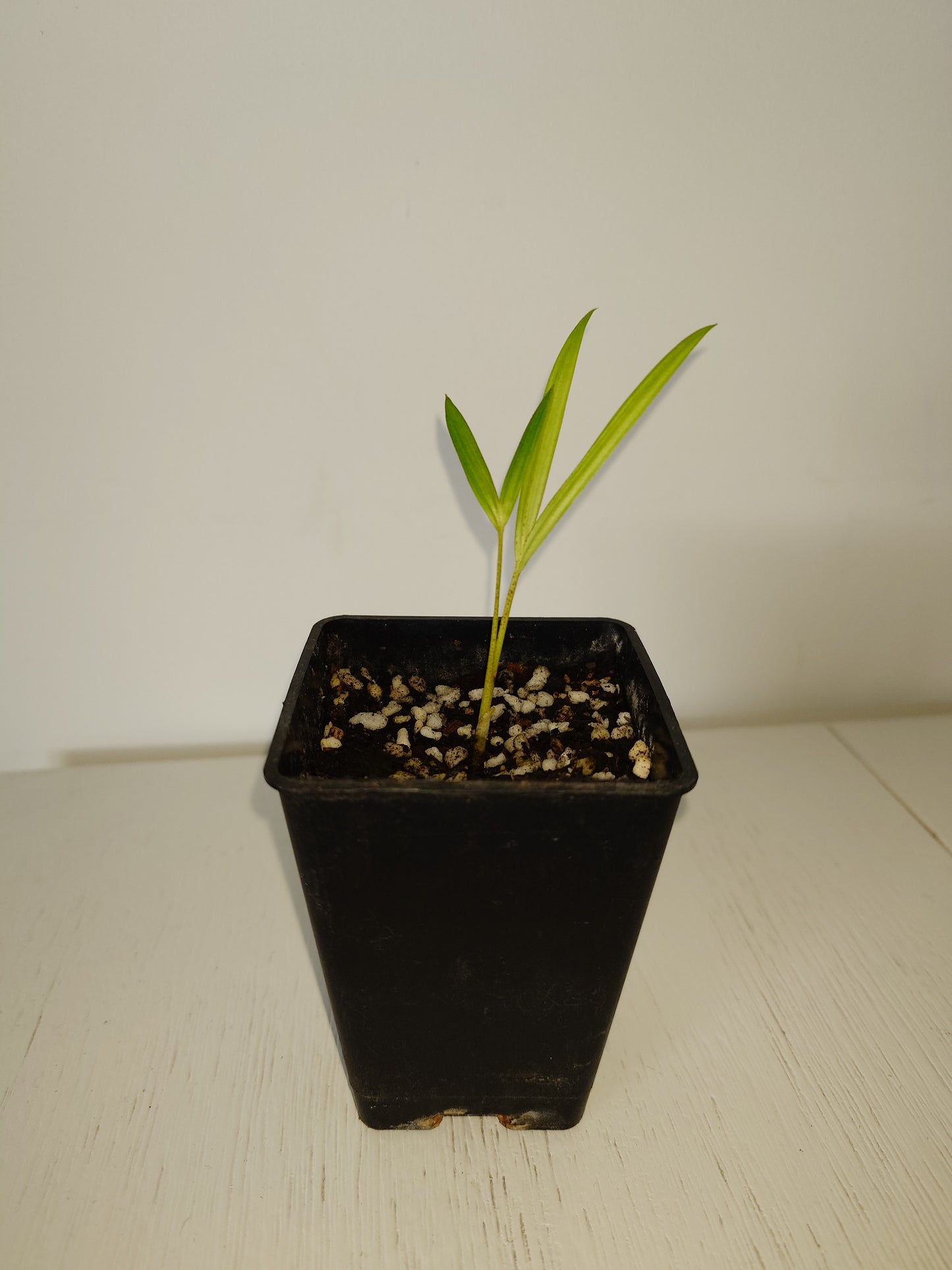 Lipstick Palm / Sealing Wax Palm