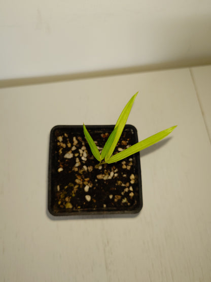 Lipstick Palm / Sealing Wax Palm