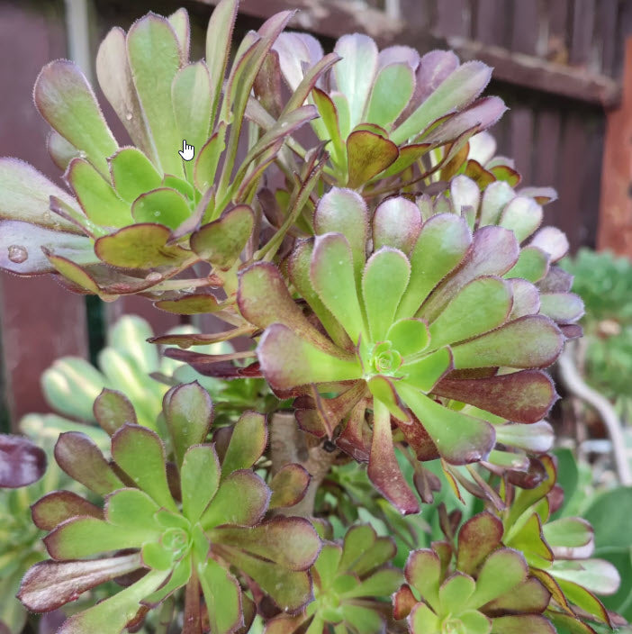 Aeonium Arboreum var. Atropurpureum