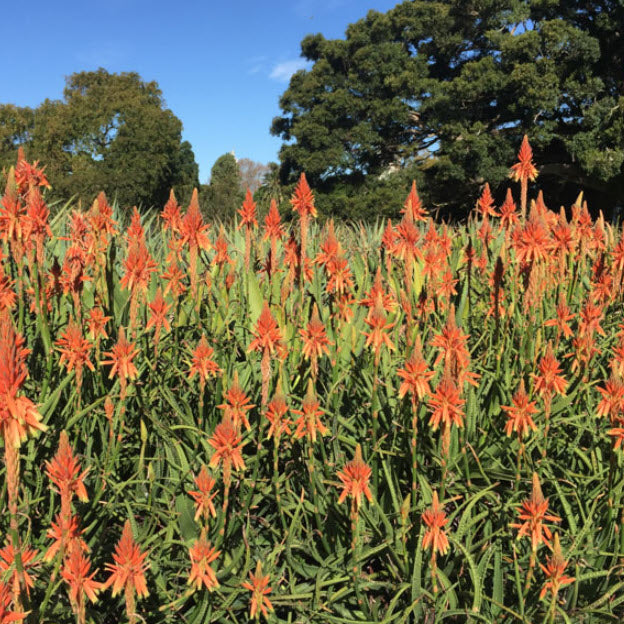 Aloe Topaz