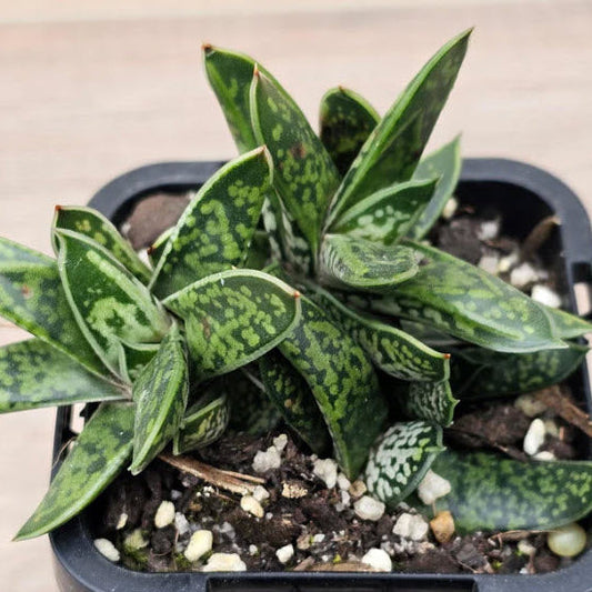 Gasteria Bicolor var. Liliputiana