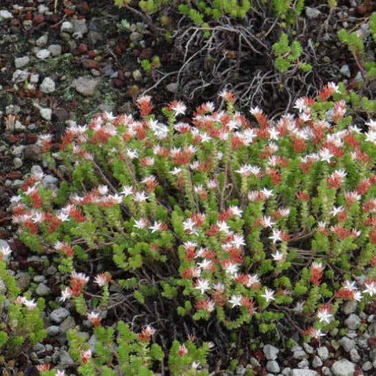 Sedum Moranense | Red Stonecrop