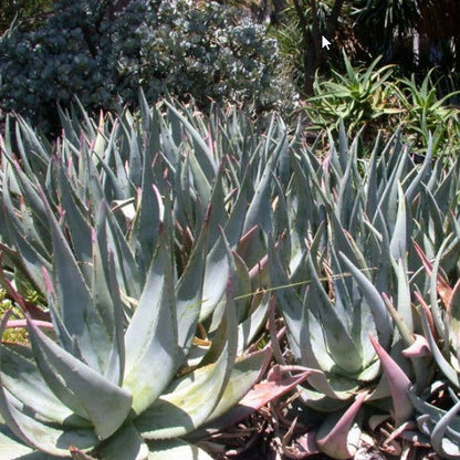 Aloe Petricola | Stone Aloe
