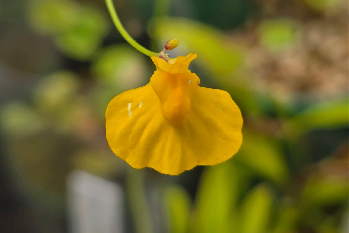 Utricularia praelonga - Terrestrial Bladderwort