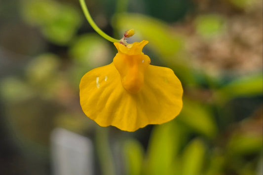 Utricularia praelonga - Terrestrial Bladderwort