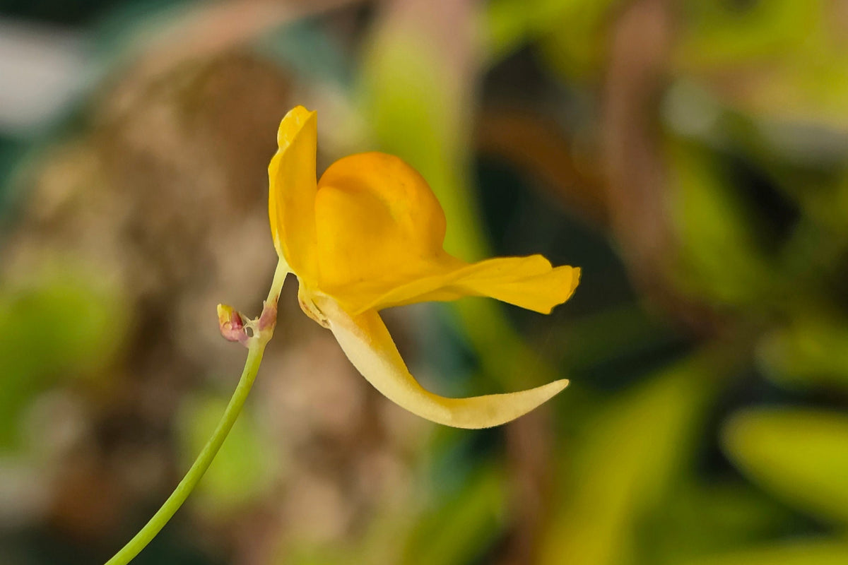 Utricularia praelonga - Terrestrial Bladderwort