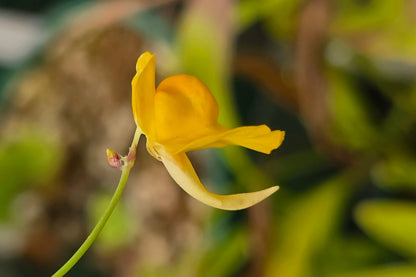 Utricularia praelonga - Terrestrial Bladderwort