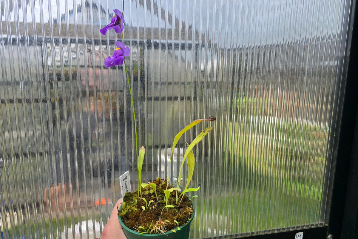 Utricularia longifolia - Tropical Long-Leafed Bladderwort