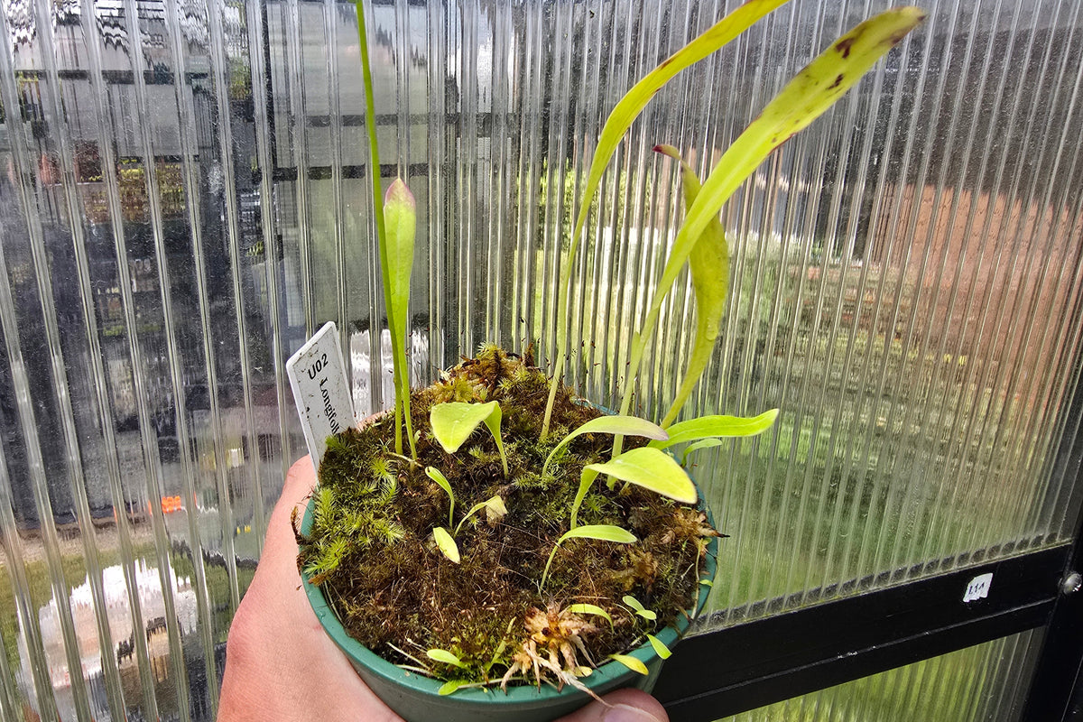 Utricularia longifolia - Tropical Long-Leafed Bladderwort