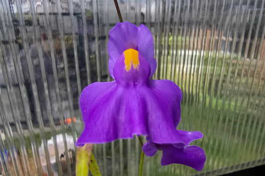 Utricularia longifolia - Tropical Long-Leafed Bladderwort