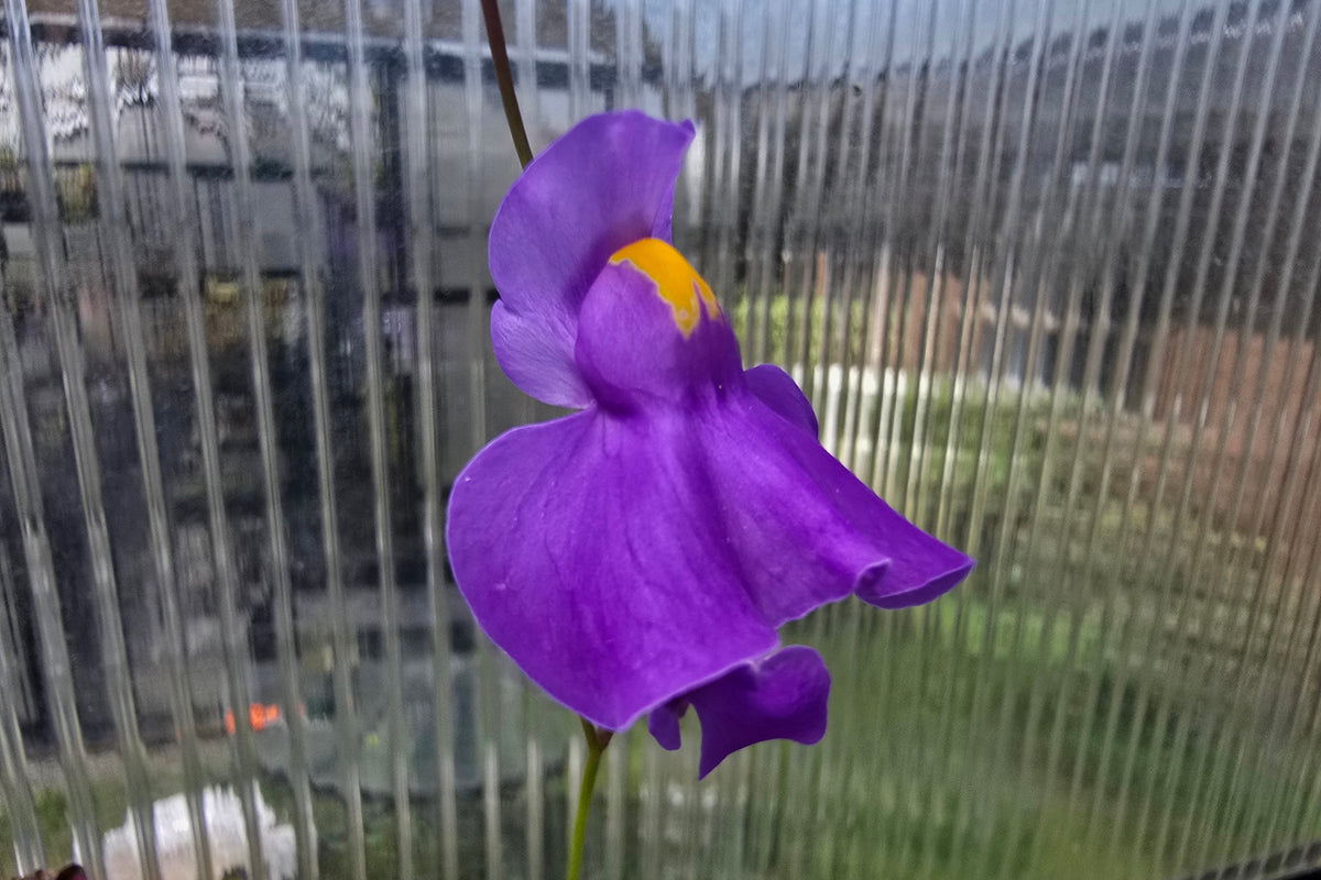 Utricularia longifolia - Tropical Long-Leafed Bladderwort