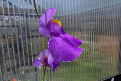 Utricularia longifolia - Tropical Long-Leafed Bladderwort