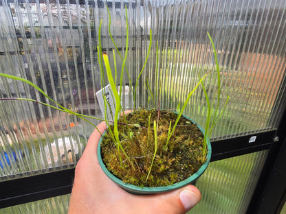 Utricularia praelonga - Terrestrial Bladderwort