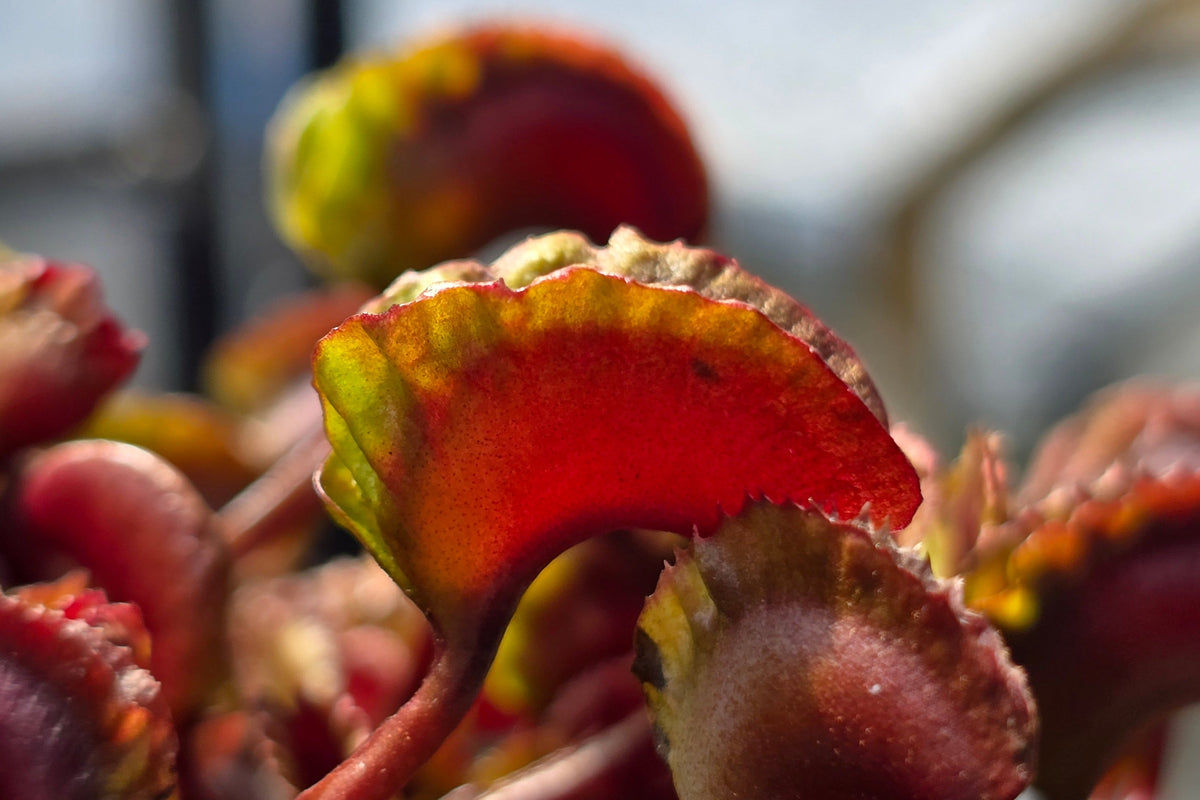 Dionaea muscipula 'AR Werewolf' - Venus Fly Trap
