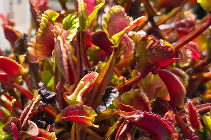 Dionaea muscipula 'AR Werewolf' - Venus Fly Trap