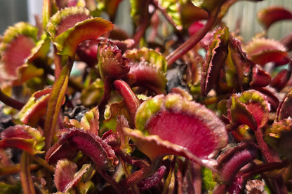 Dionaea muscipula 'AR Werewolf' - Venus Fly Trap