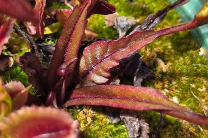 Dionaea muscipula 'AR Werewolf' - Venus Fly Trap