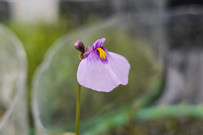 Utricularia dichotoma - S.I. West Coast Form (Hokitika, NZ) - Terrestrial Fairy Aprons Bladderwort (Copy)