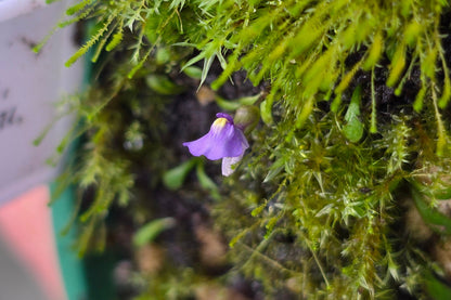 Utricularia dichotoma - Central N.I. Montane-Alpine Form (Mount Ruapehu, Taupo, NZ) - Terrestrial Fairy Aprons Bladderwort