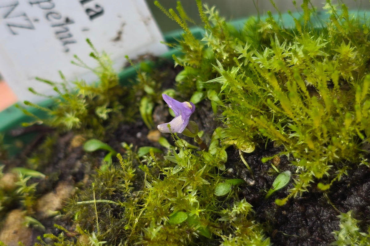 Utricularia dichotoma - Central N.I. Montane-Alpine Form (Mount Ruapehu, Taupo, NZ) - Terrestrial Fairy Aprons Bladderwort