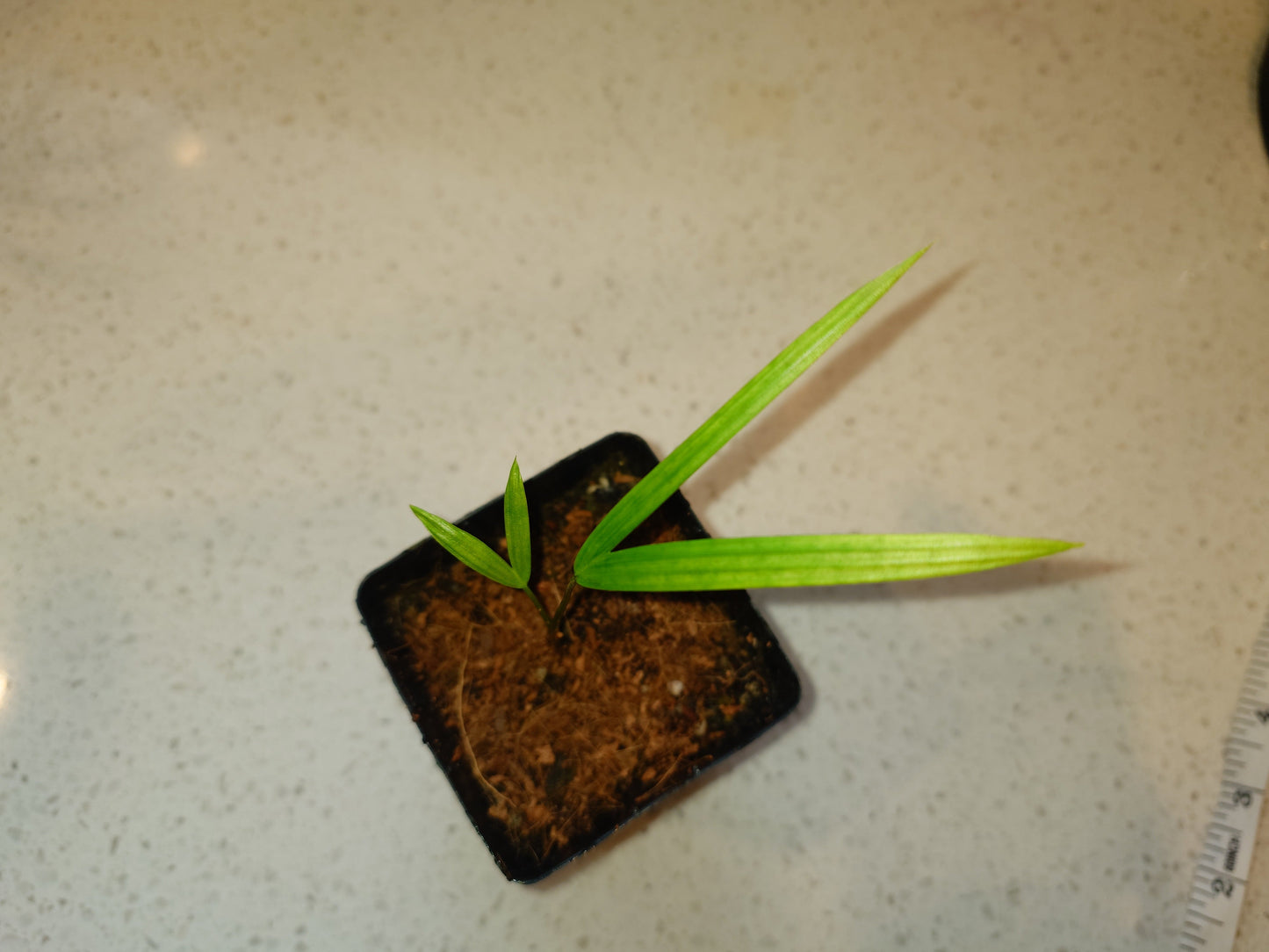 Lipstick Palm / Sealing Wax Palm Seedling