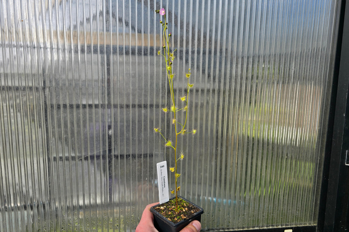 Drosera gunniana (Sydney, New South Wales, Australia) - Tuberous Sundew
