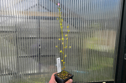Drosera gunniana (Sydney, New South Wales, Australia) - Tuberous Sundew