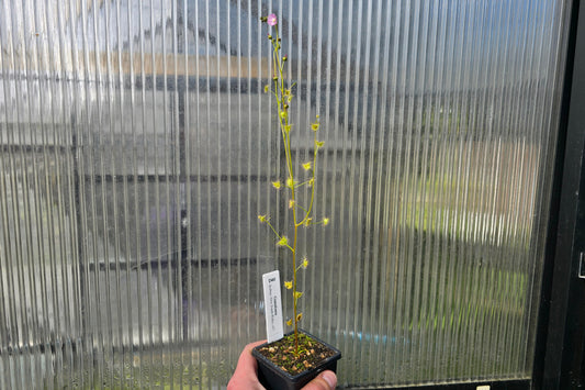 Drosera gunniana (Sydney, New South Wales, Australia) - Tuberous Sundew