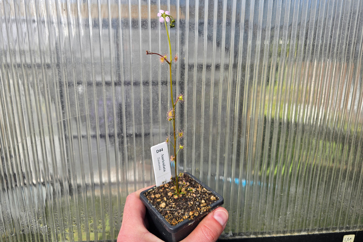 Drosera auriculata (Tasmania) - Tuberous Sundew